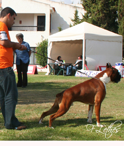 COOPER DA GUIA OESTE
