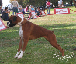 EVIL DA CASA DO NIKO