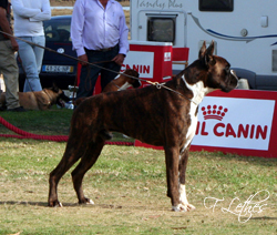 MOET-MOET DA QUINTA DAS CAM&Eacute;LIAS