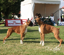 MELHOR F&Ecirc;MEA FULVA