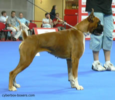 Amazona_de_las_Islas