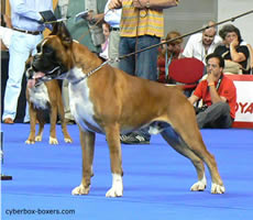 Bronx_de_Cuervonegro