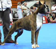 Perico_du_Val_DEurope