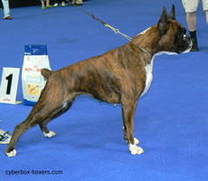 Ratita_de_las_Arillas